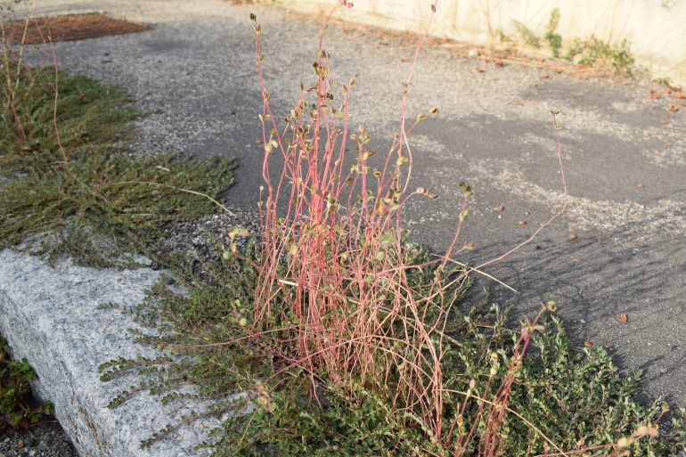 Curiosit� su Euphorbia